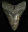 Beautifully Colored Megalodon Tooth #6648-1